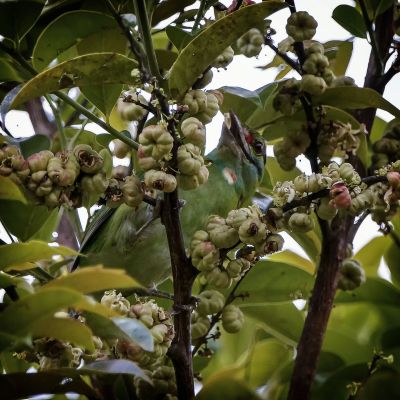 Grünscheitel-Bartvogel / Moustached Barbet